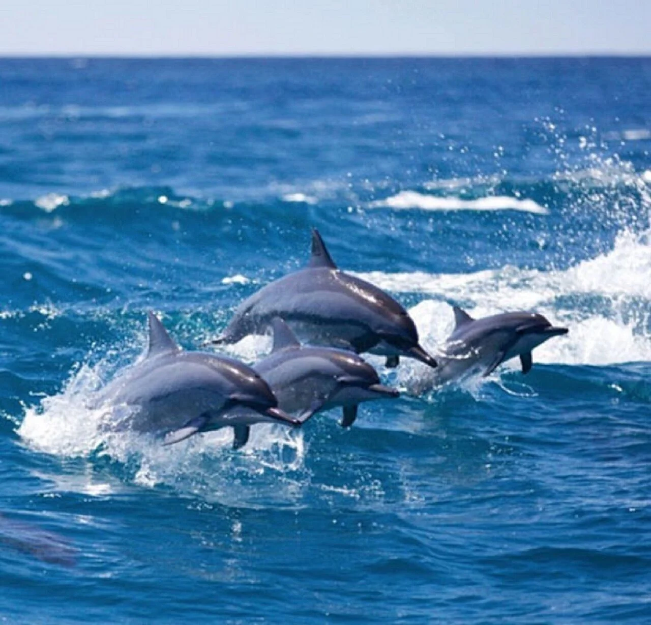 dolphins swiming next to the boat