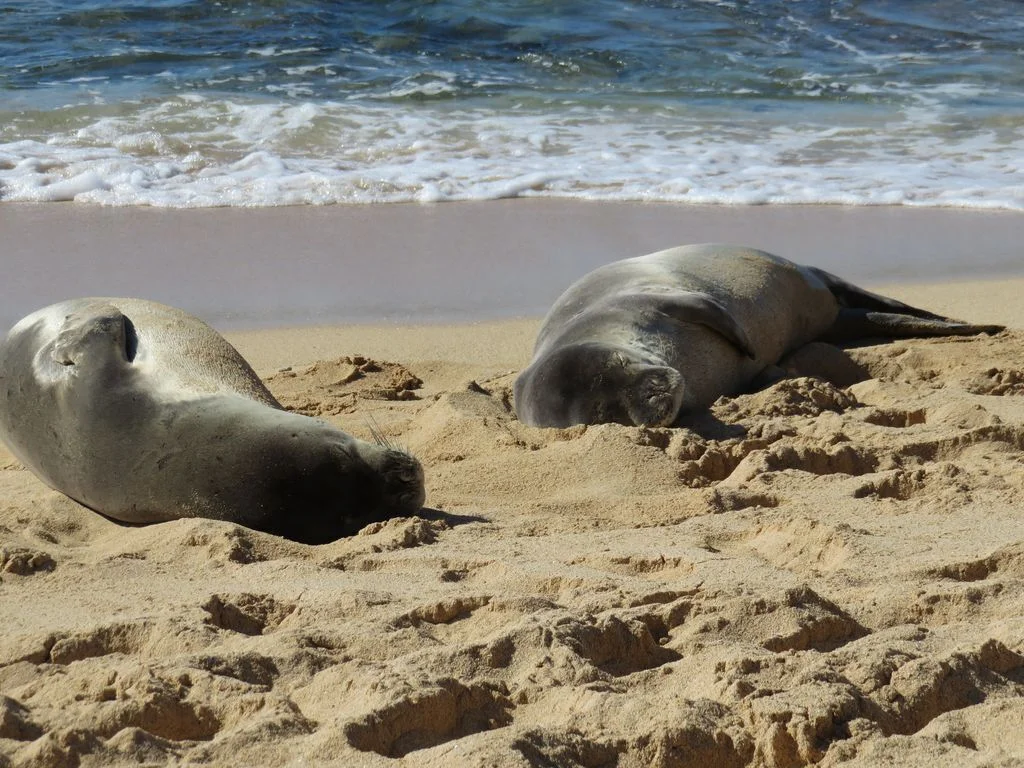 Monk Seals sleeping on Poipu Beach