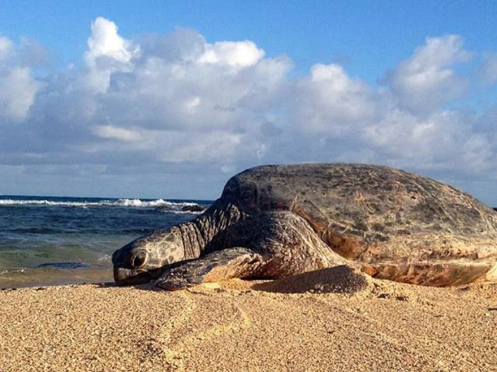 Turtles sleeping on Poipu Beach